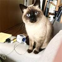 赵沐洋